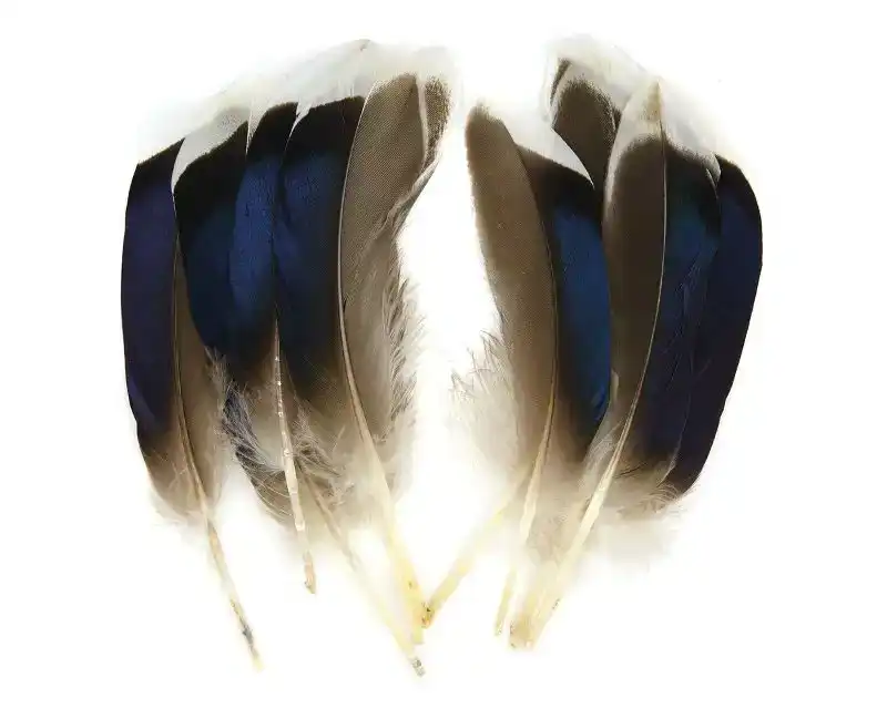 Mallard Duck Wing Quills Blue/White Tip