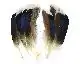 Mallard Duck Wing Quills Blue/White Tip