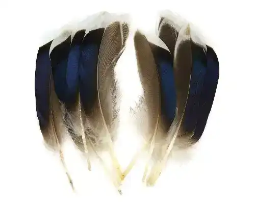 Mallard Duck Wing Quills Blue/White Tip