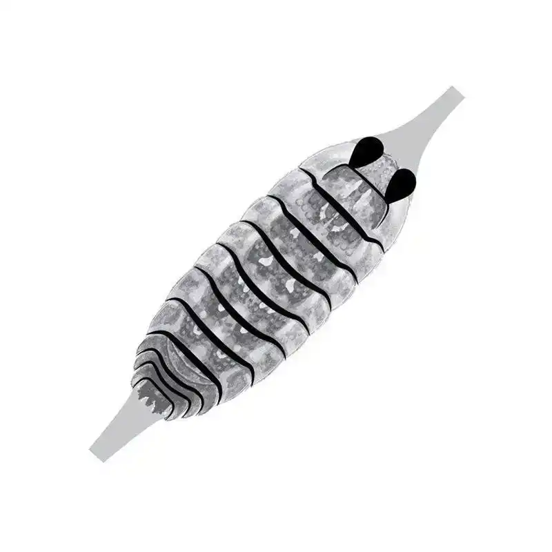 Gammarus SW ShelBack Clear M