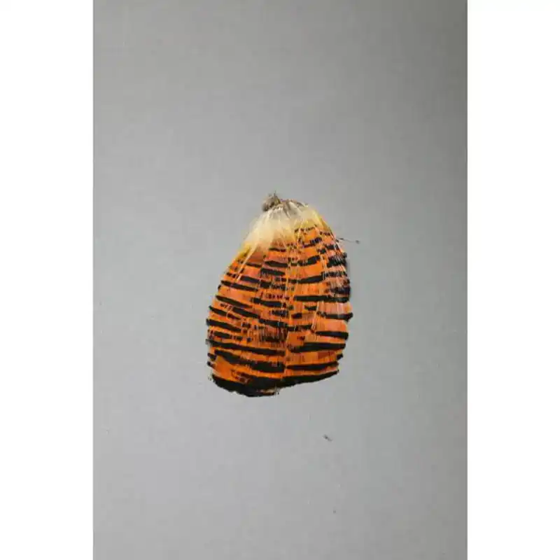 Golden Pheasant Tippet Section - Natural