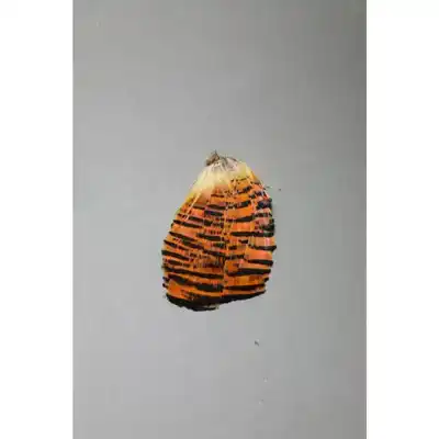 Golden Pheasant Tippet Section - Natural