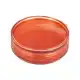 Shallow Fly Puck- Ember