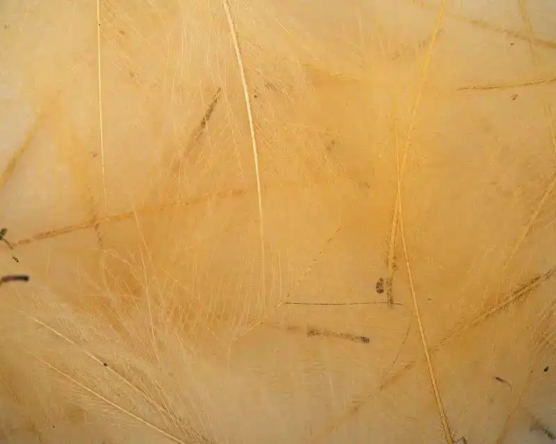 CDC Feathers - Cream