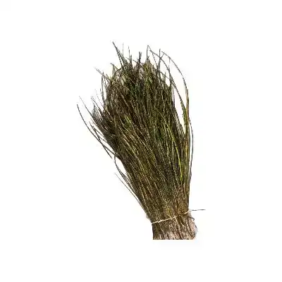 Peacock Herl