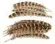 Pheasant Hen Ringneck Wing Quills