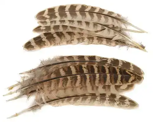 Pheasant Hen Ringneck Wing Quills