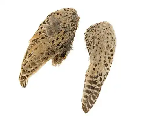 Pheasant Hen Ringneck Whole Wings