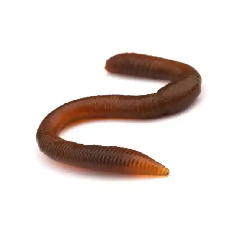 Freestyle Twitch Worm - Citrus Disco