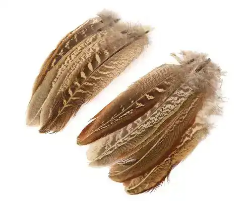 Pheasant Cock Ringneck Wing Quills
