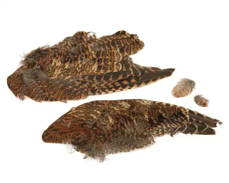 Woodcock Whole Wings