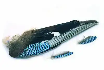 Jay Whole Wings