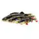 4D Perch Shad - 12,5 cm - Blue Silver
