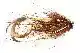 Waterpushing Pike Flies - 1# - Brown