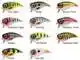 Fat Iris 50 - Brown Trout