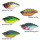 Maori - Speckled Blue Gill