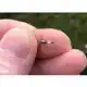 Swivel Protector Beads - Small
