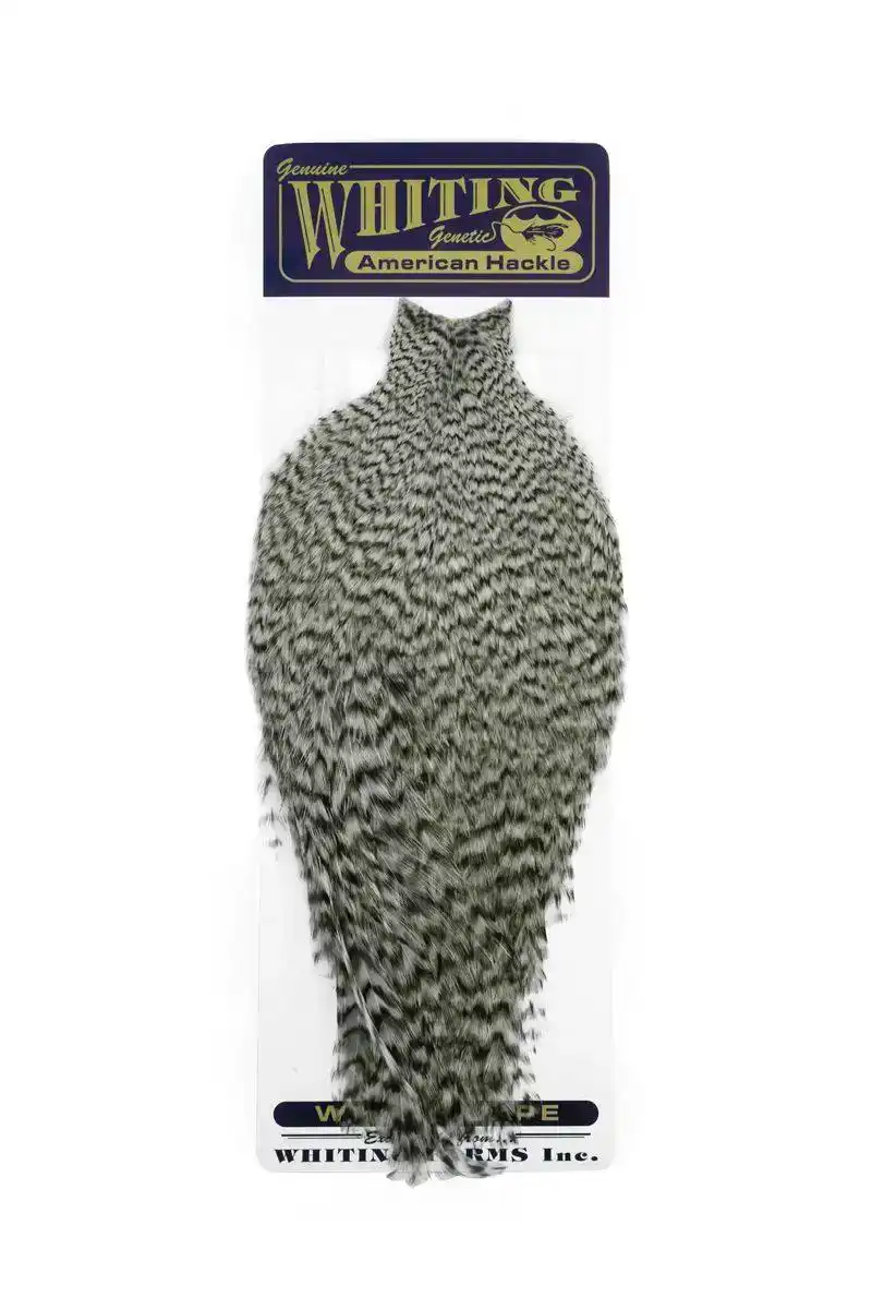 American Rooster Cape Grizzly