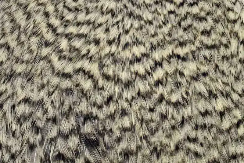 American Rooster Cape Grizzly