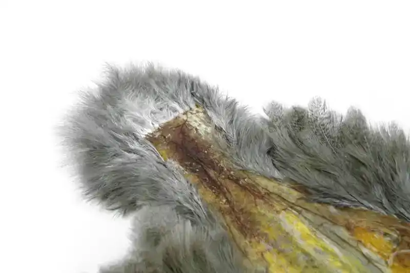 Brahma Hen SH/C Mottled Grey