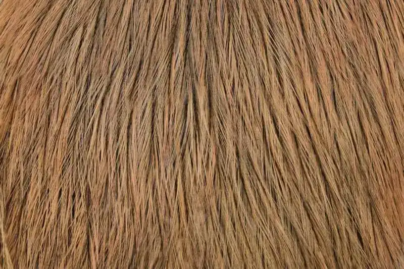 Coq de Leon Cape Badger dyed Salmon