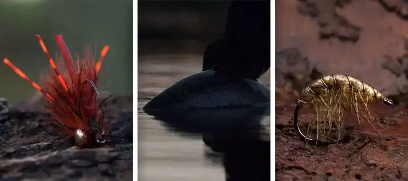 NS172 Curved Gammerus #1