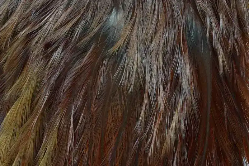 Coq de Leon Bronze Saddle Brown