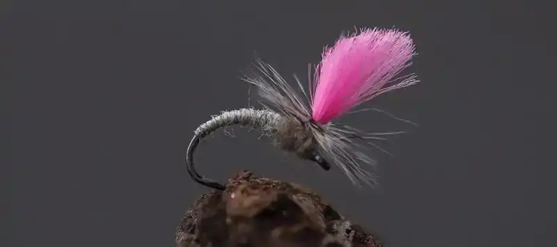 FW525 - Superdry - Barbless - Maat: 10